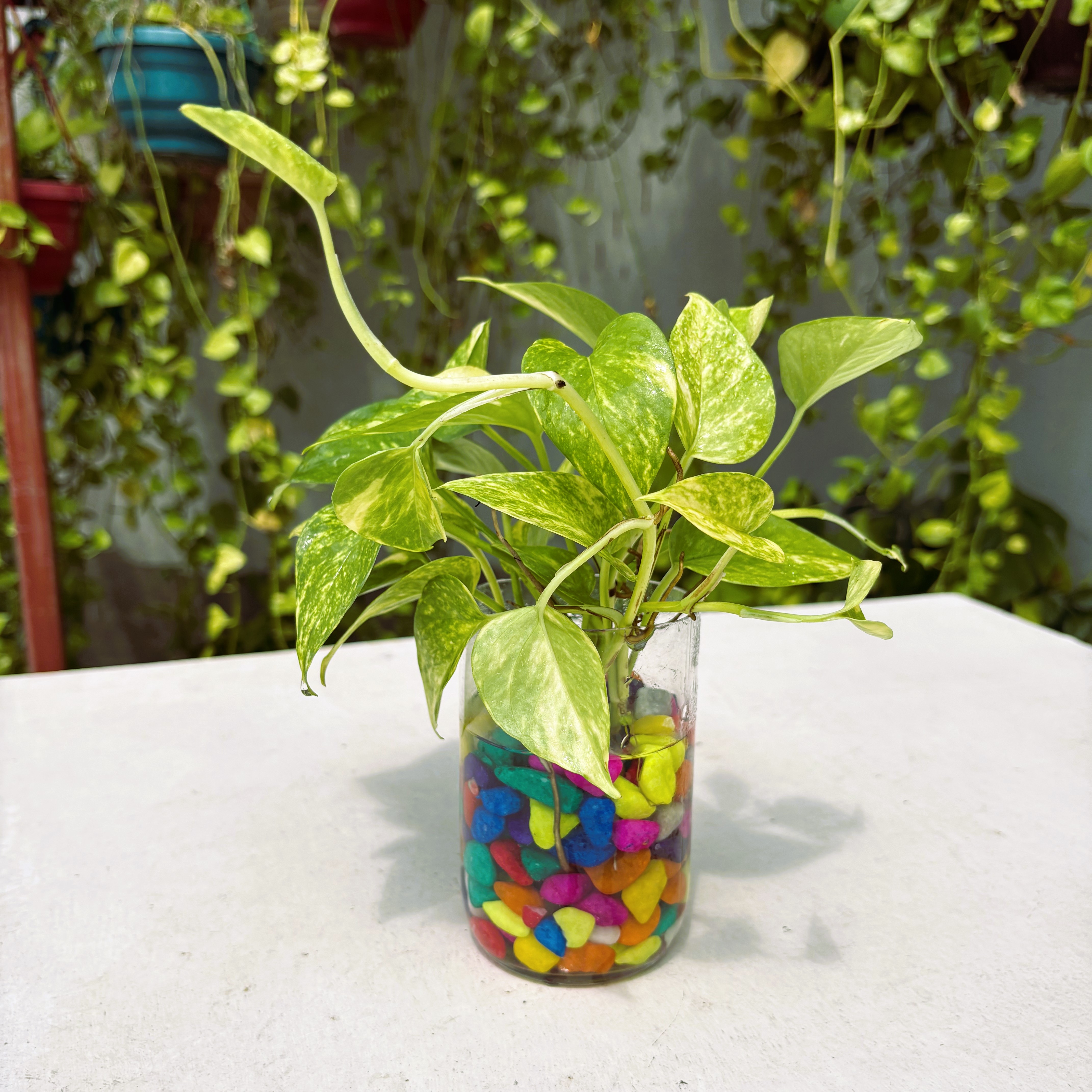 Glass Jar Planter with Golden Pothos-4-piece and Premium Color Stone-(Half-kg)