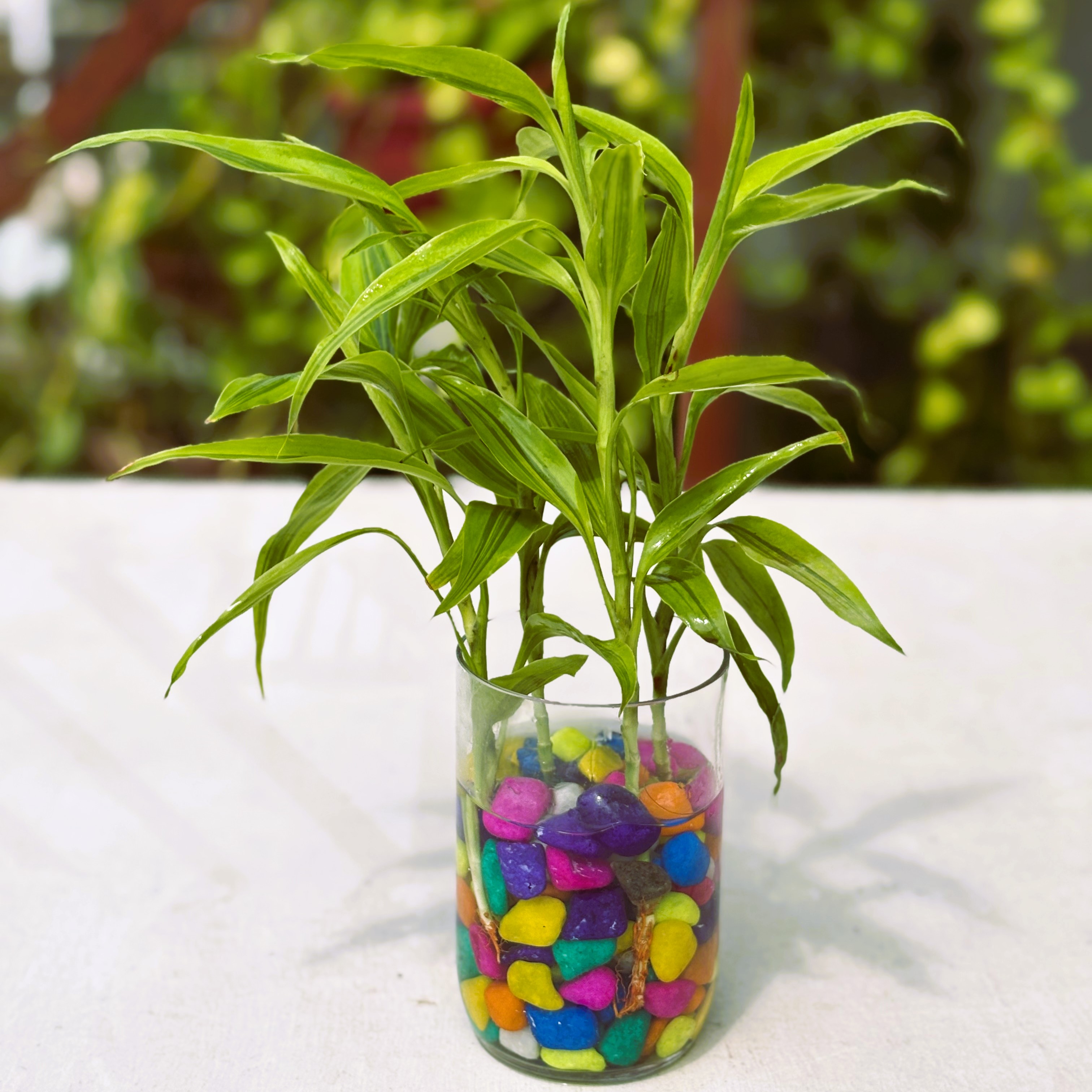 Glass Jar Planter with Lucky Bamboo-4-piece and Premium Color Stone-(Half-kg)