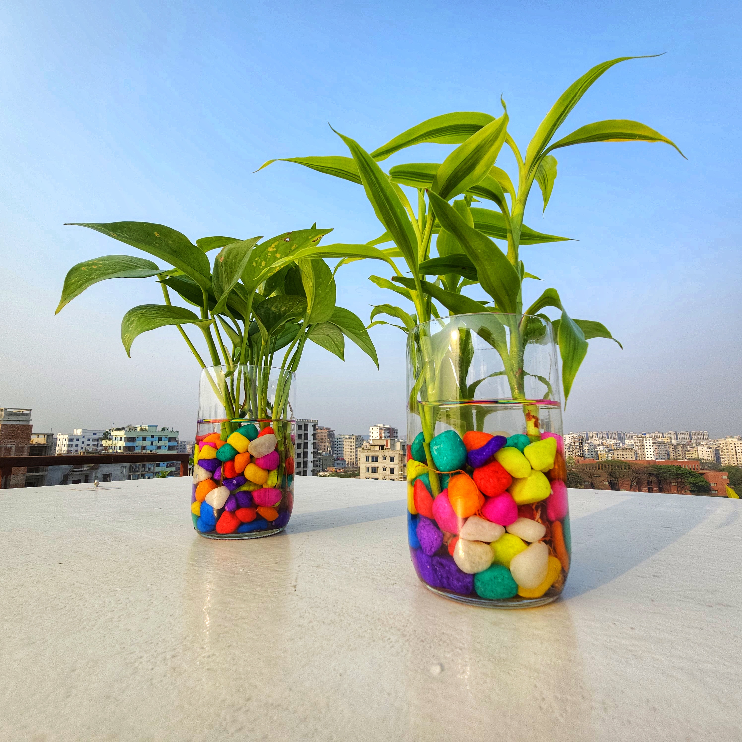 Glass Jar Planter 8-piece-Combo-Plants with Premium Color Stone-1-kg